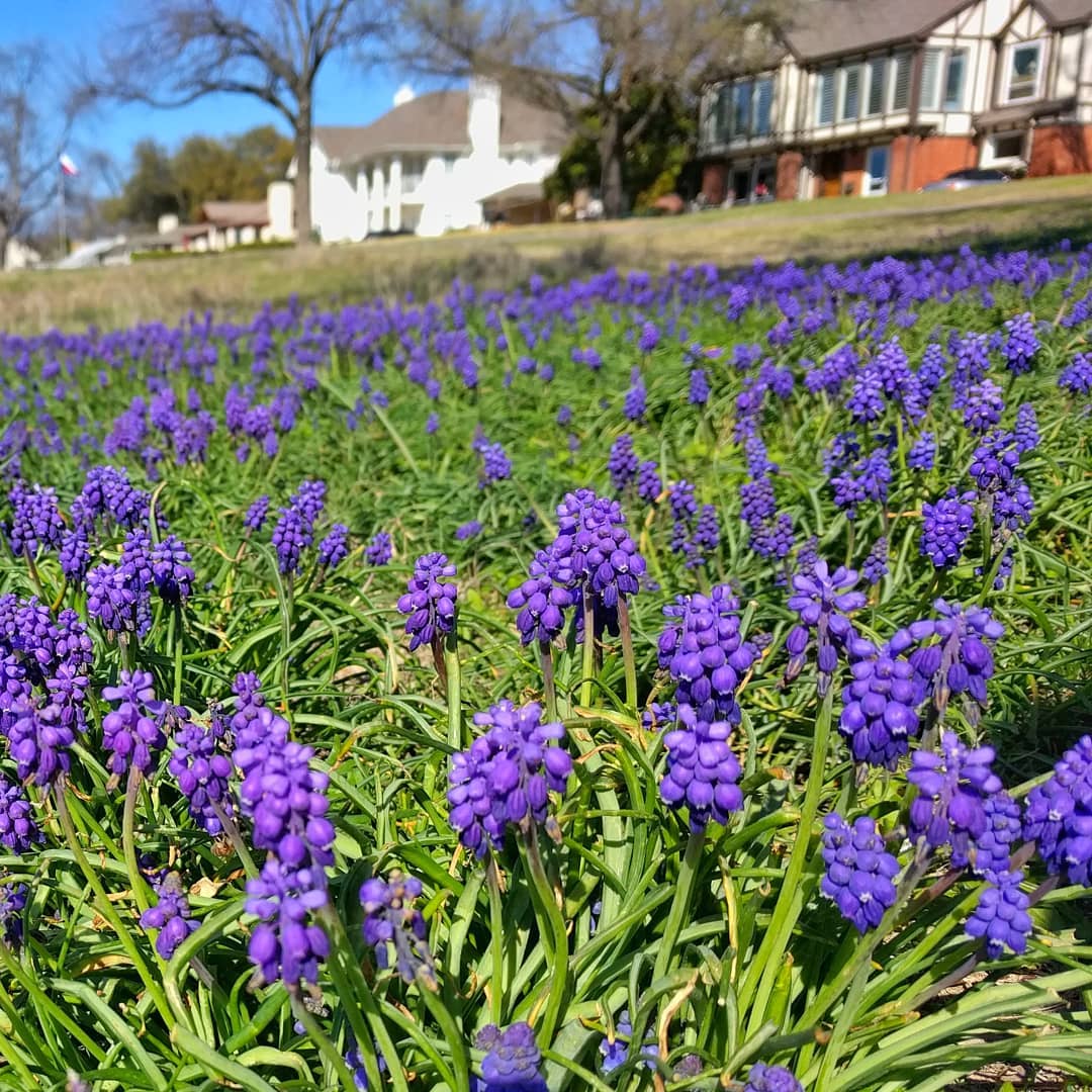 Sometimes the mouse has a better point of view. Grape Hyacinths near the Bath House.