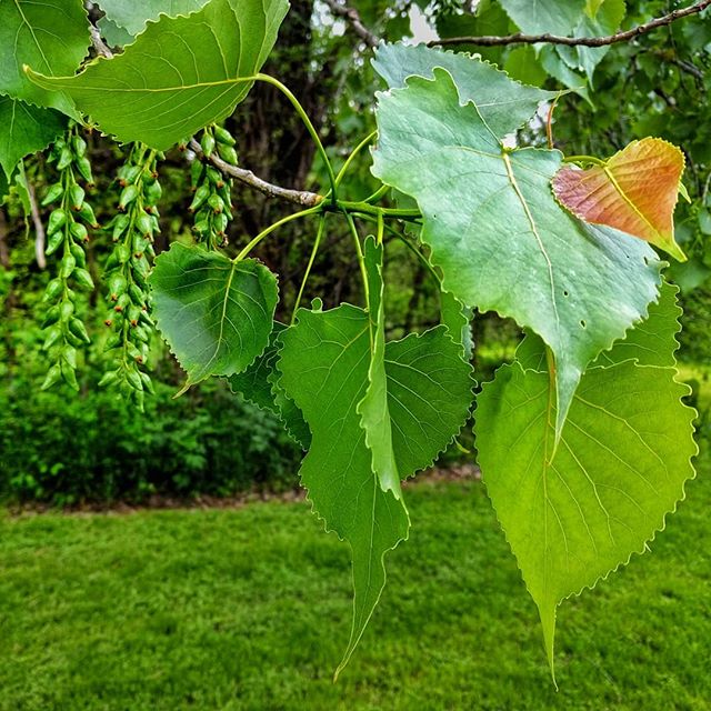 Cottonwood, gathering strength for its Fall snowstorm