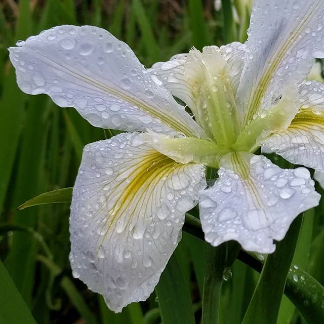 Wild iris on shore of White Rock Lake