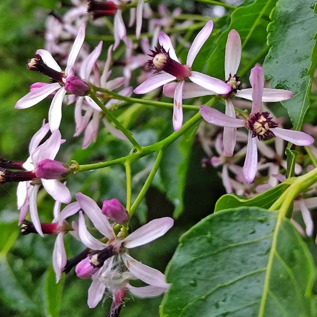 Flowering tree at White Rock Lake.  What is it?