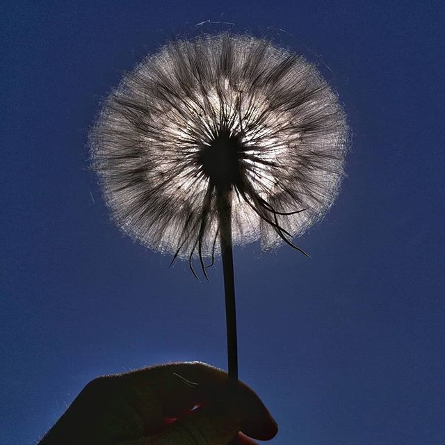 I believe this is Western Salsify. Gone to seed, it looks like a giant dandelion.