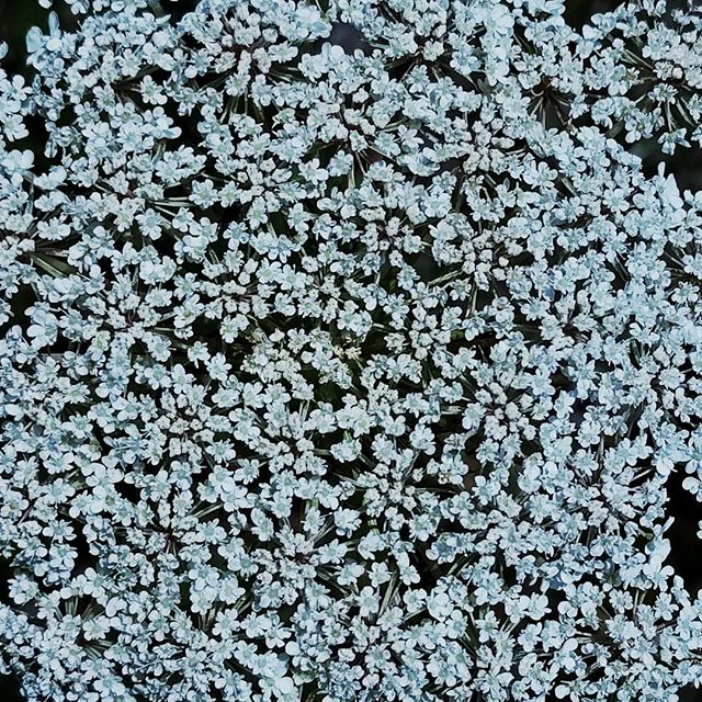 Queen Anne’s Lace, a round flower. Zooming in and cropping square helps tell its lacey story.