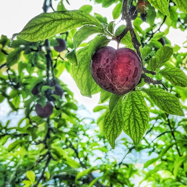 Call this one a Zacchaeus plum. I had to climb the tree to get a better view.