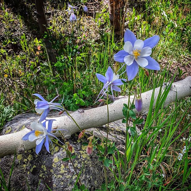 Columbines