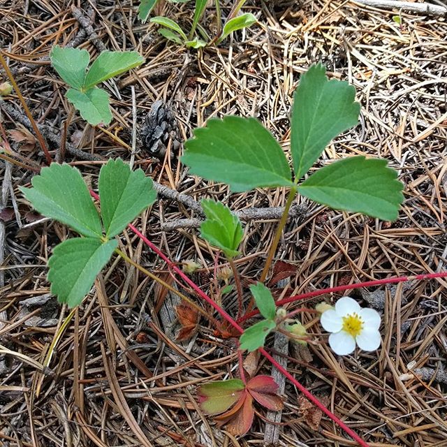 Promise of the wild strawberries: “Come back in a month or two and we’ll sweeten your disposition.”