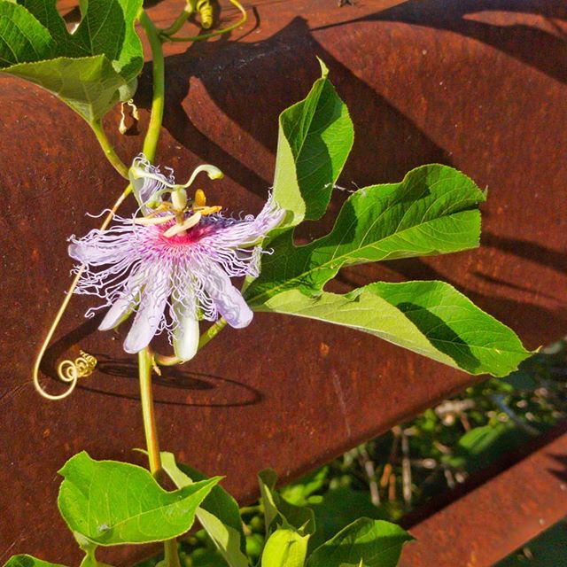 The Dr. Zeus Flower (aka Passion Flower) showing off on a White Rock Lake Trail bridge.
