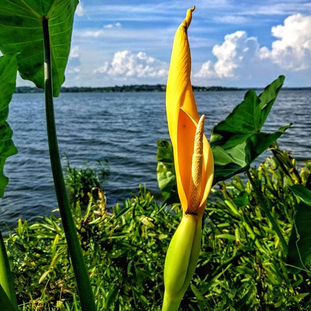 What’s this flower? Reminds me of the calla lillies in Mom’s garden. As a child, I loved to take apart that tight central column of flowers (the spadix). Like a true Scottish lad, I thought the little insects I found on these flowers might be fairies. Aren’t aphids a form of fairy?