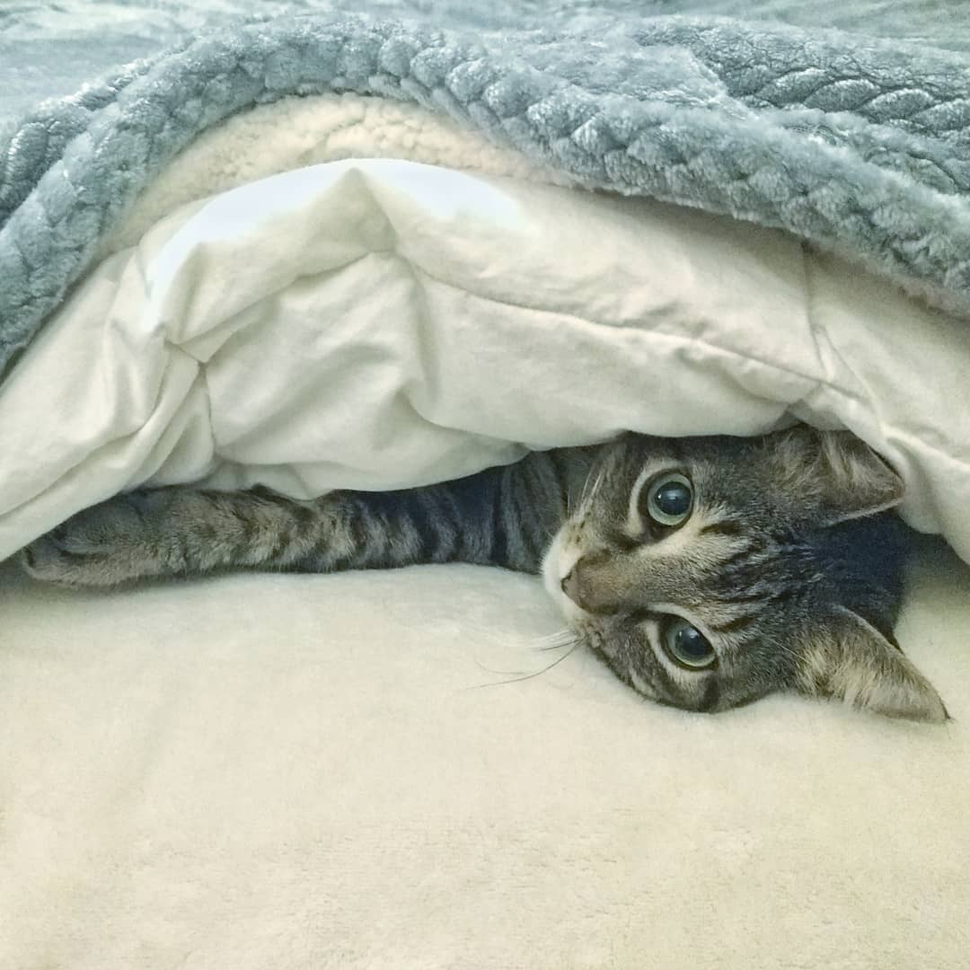 Making the bed? I’ll help!