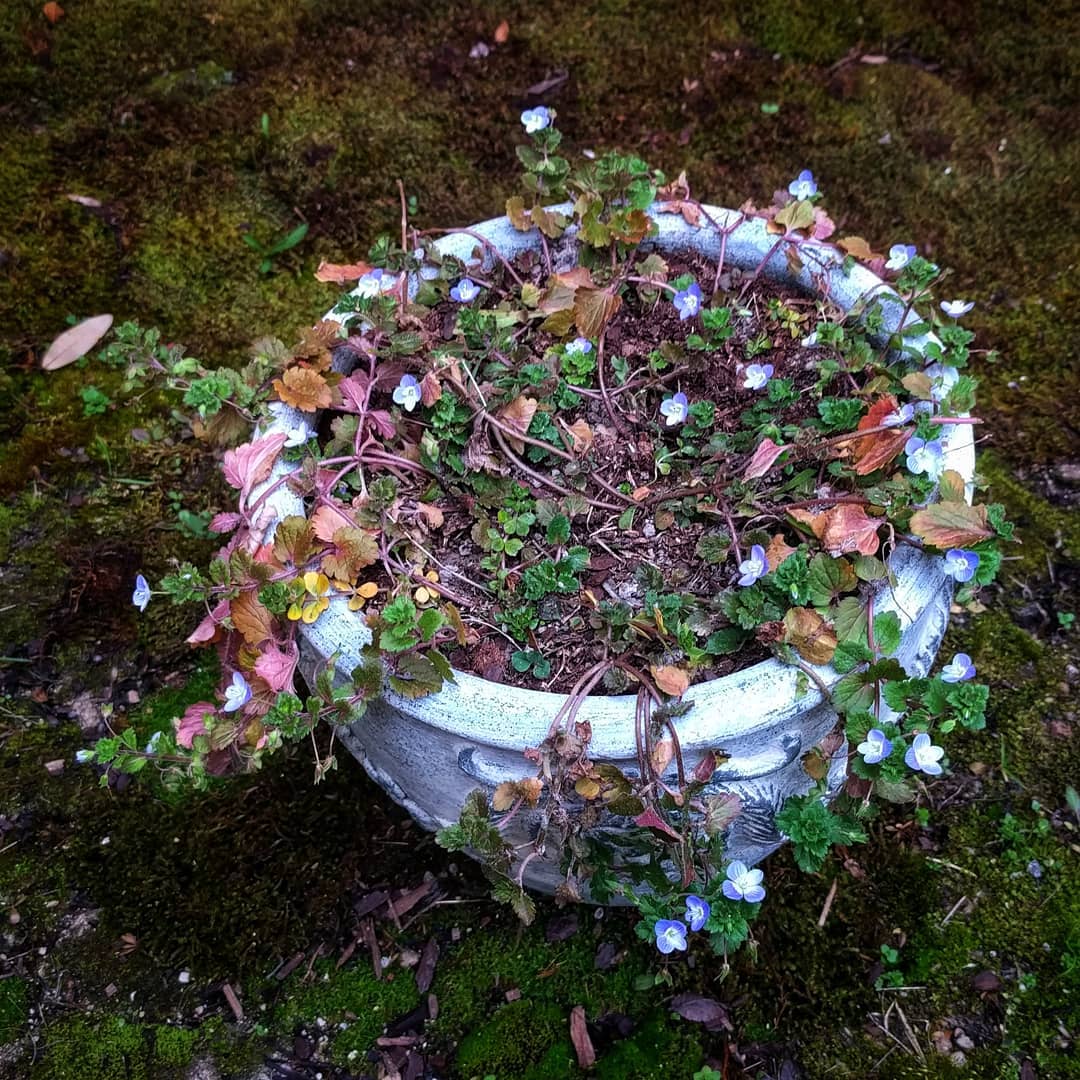 A whole congregation of delightful gifts (Buxbaum’s Speedwell plants collected from the field and assembled in one pot).