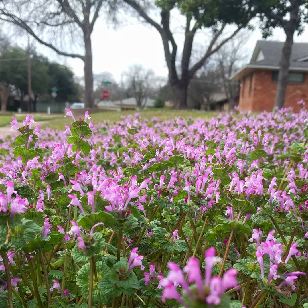 A weed? Or a beautiful ground cover? Seems it’s all in one’s perspective. Henbit in a neighbor’s yard.