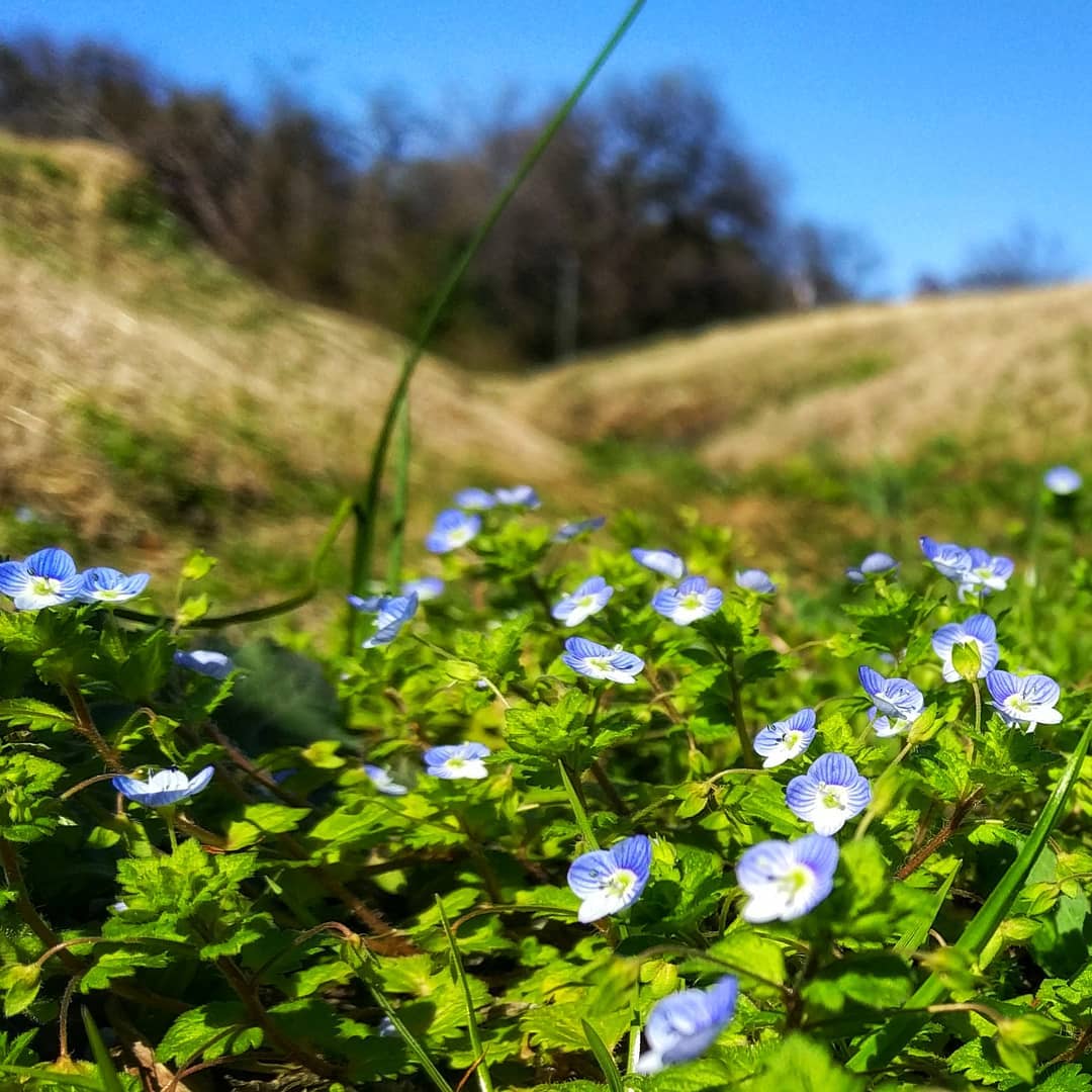 Buxbaum’s Speedwell, happy with today’s weather.
