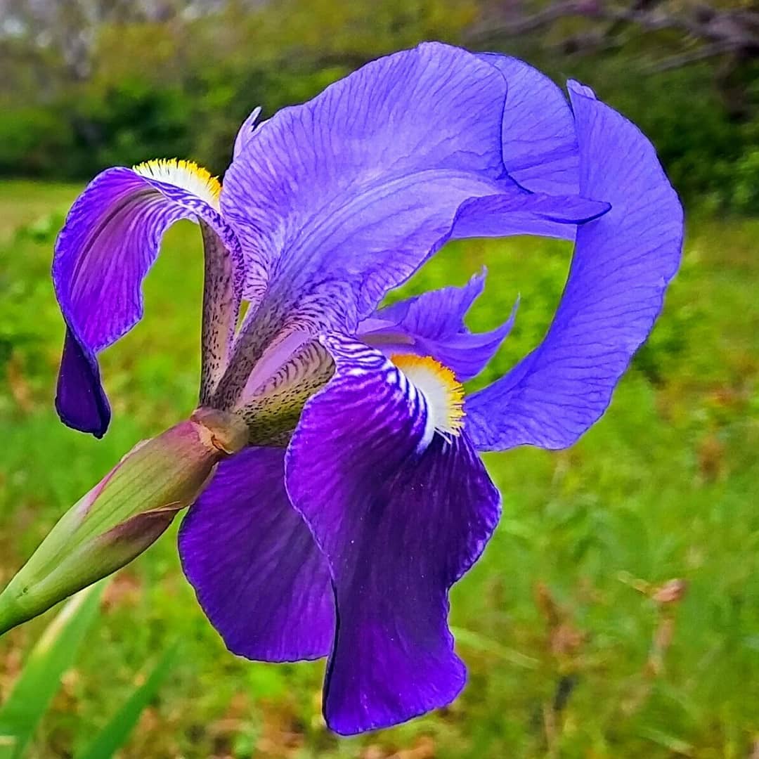 Iris