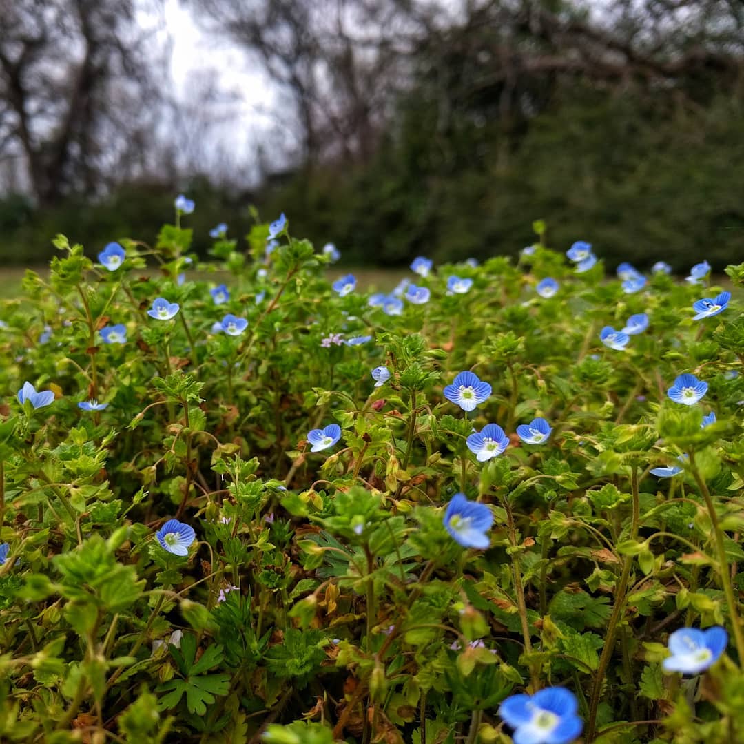 Just when I think he’s done for the year, Buxbaum’s Speedwell rushes up and disabuses me.