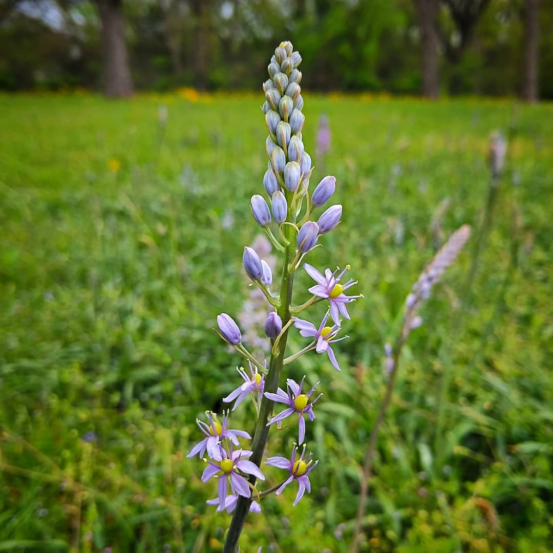 Wild Hyacinth? Plantsnap suggests Small Camas, but I doubt that. Suggestions?