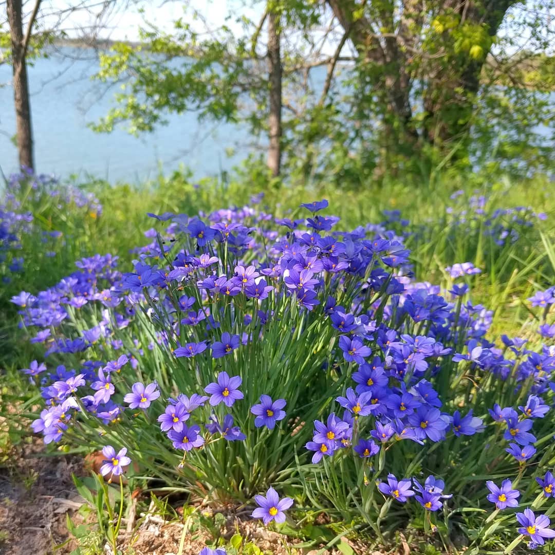 Blue-Eyed Grass