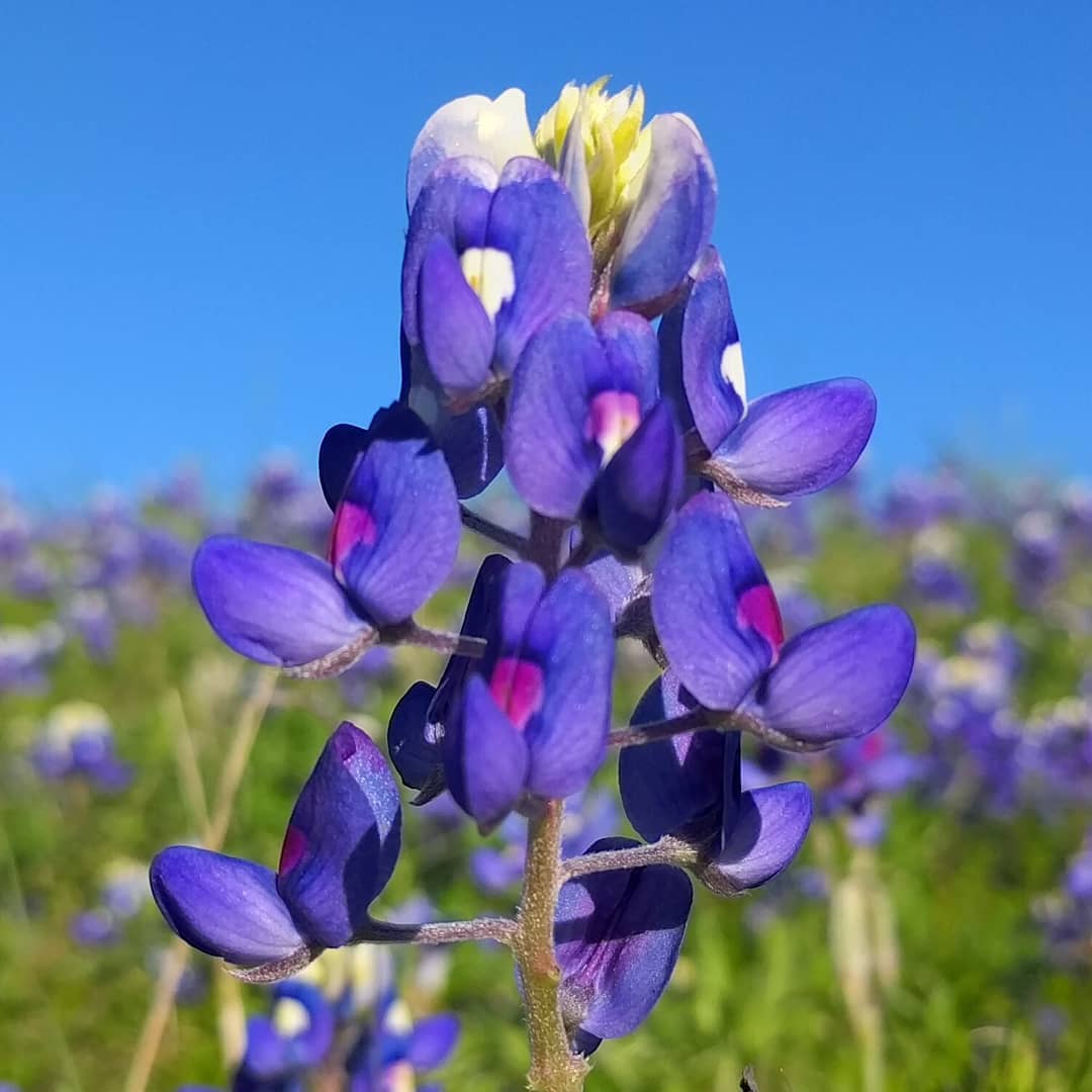 Obligatory Bluebonnet