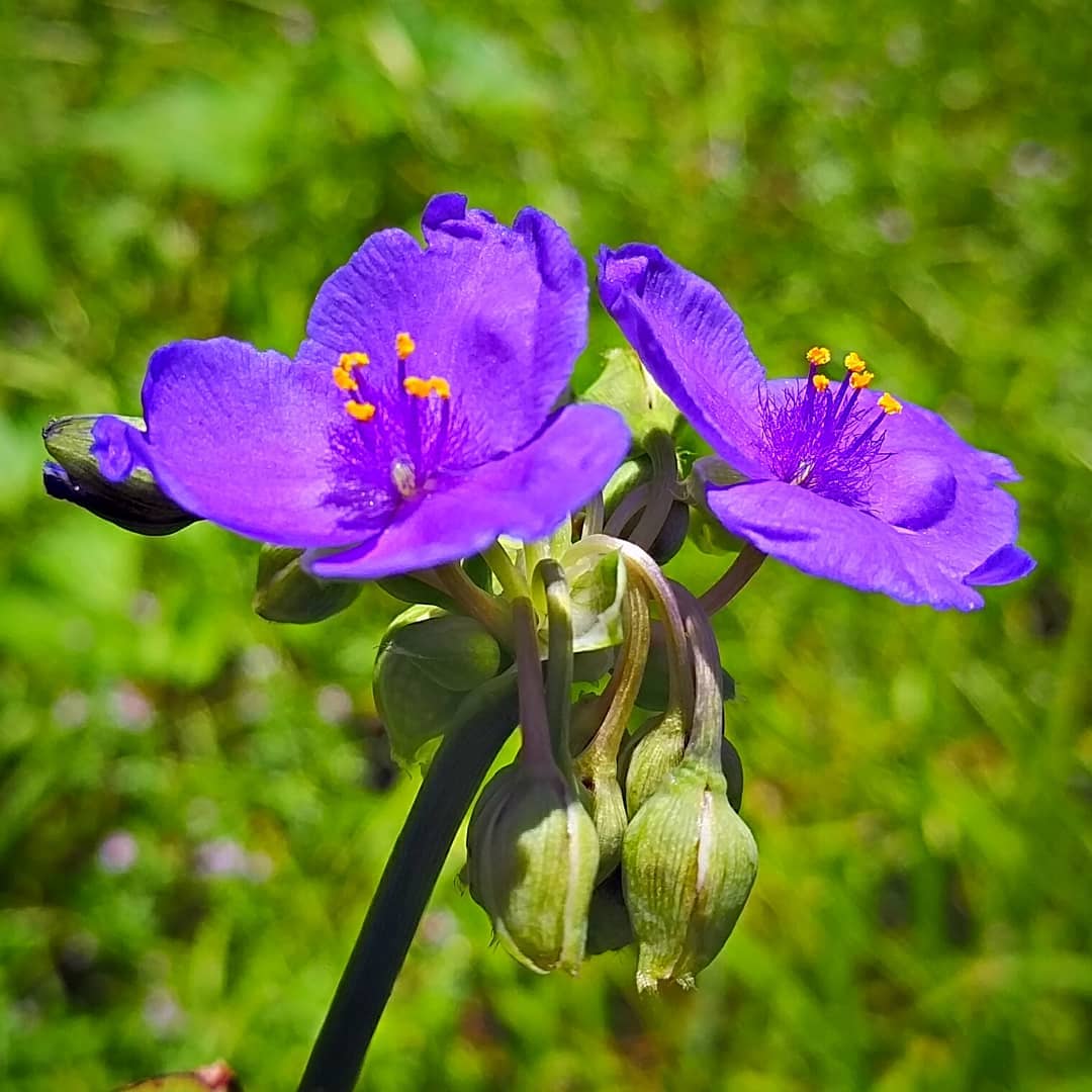 Prairie Spiderwort