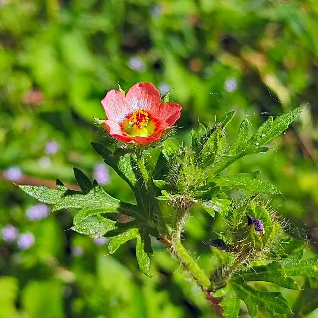 Ruby Cinquefoil?  Plant about 3 in. tall, Flower about 3/8 in. across