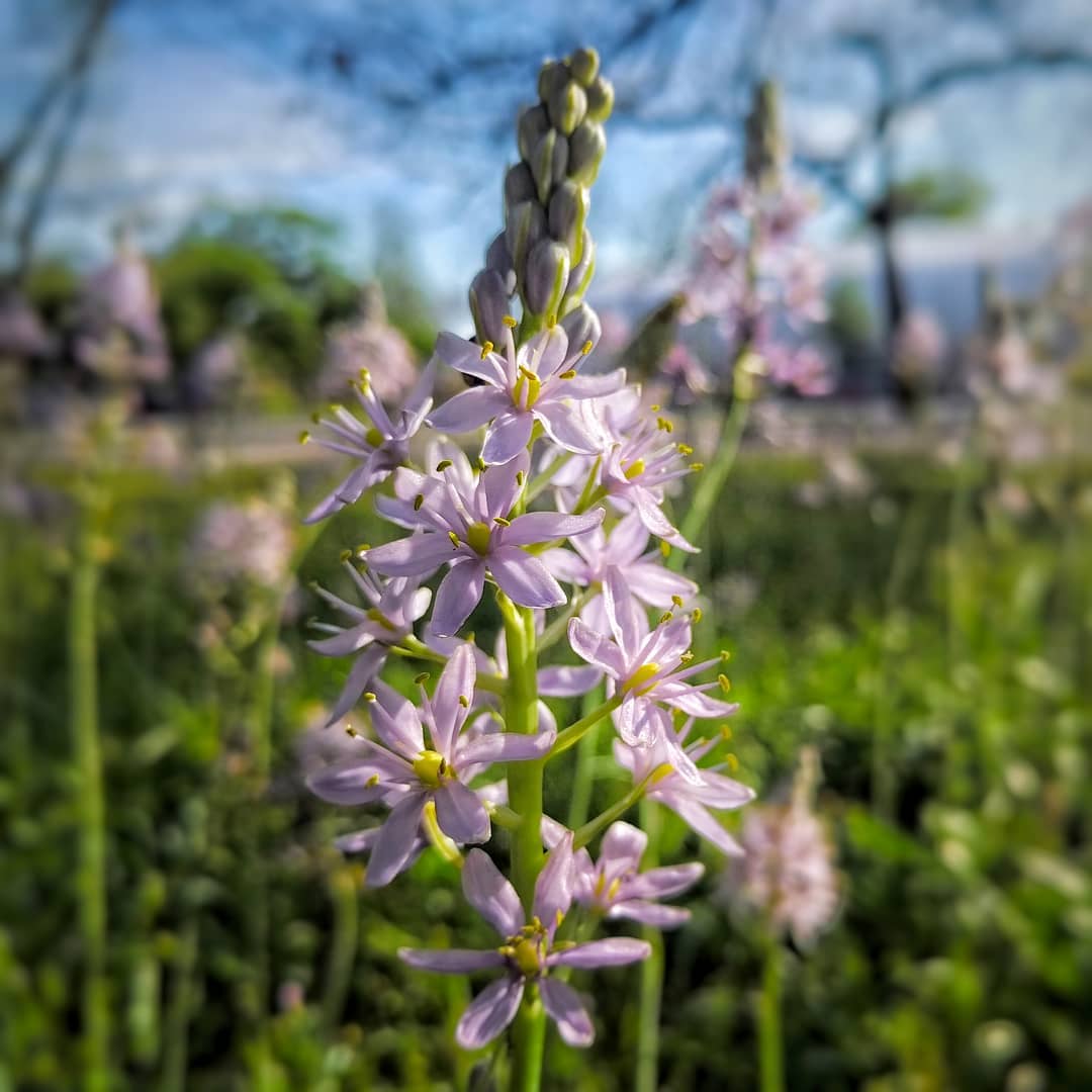 Wild Hyacinth (not to be confused with Grape Hyacinth). These weren’t fully developed the first time I photographed them.