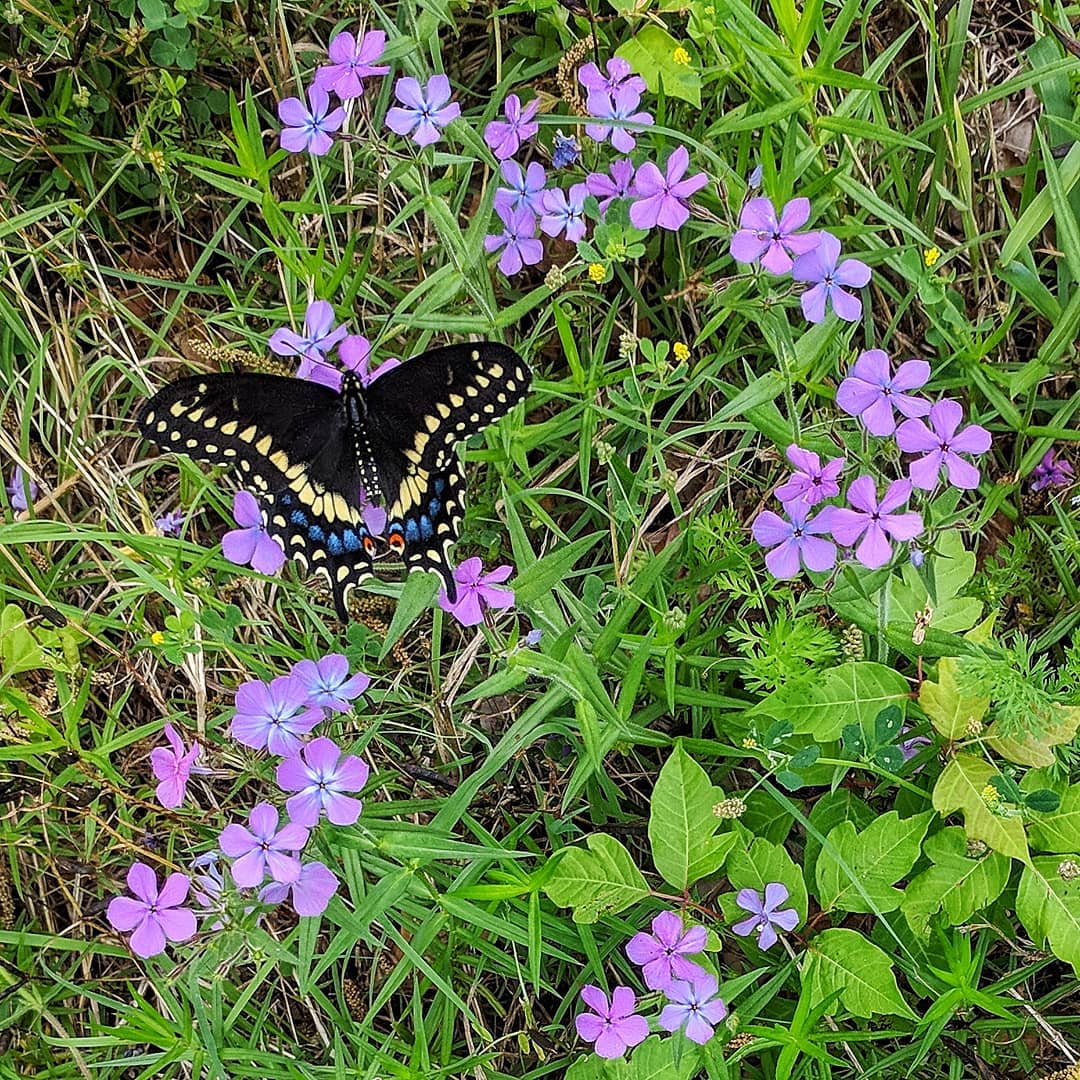 Black swallowtail, phlox, and poison ivy: two of my favorite things.
