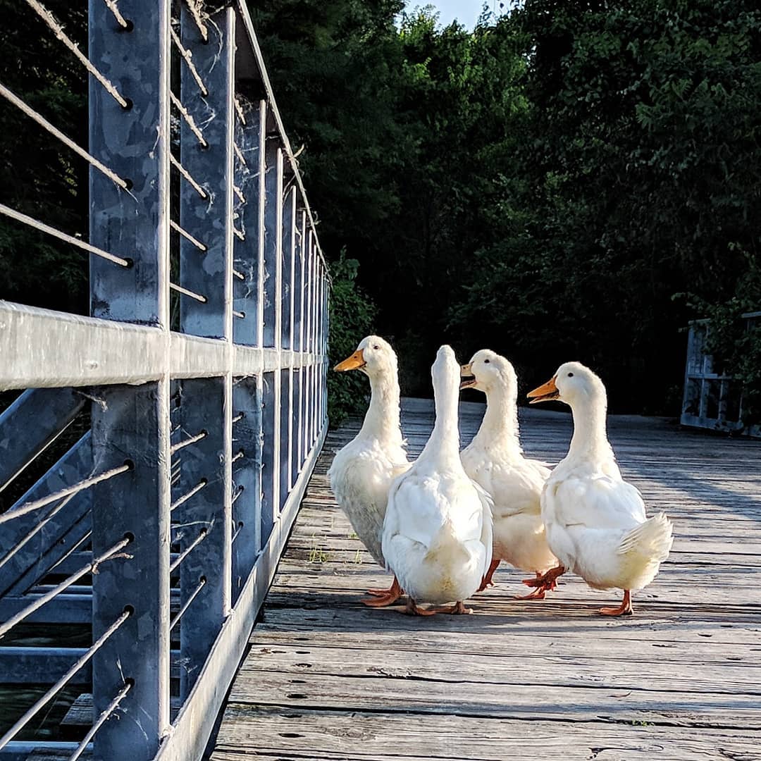 Bridge Partners. These guys appear to be harvesting bugs from the spider webs.