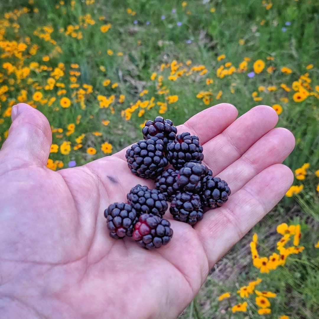 Dewberry Season!