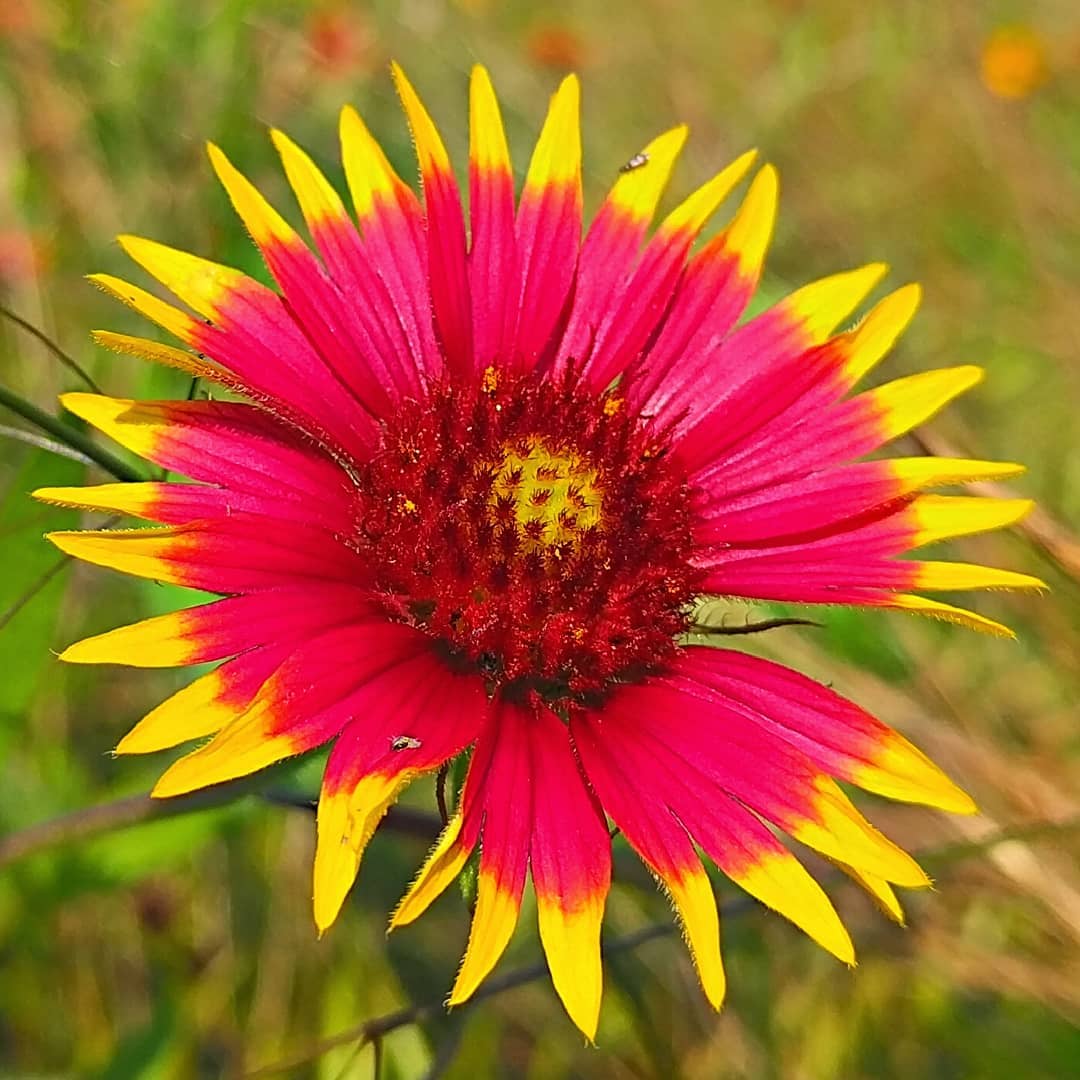 Indian Blanket