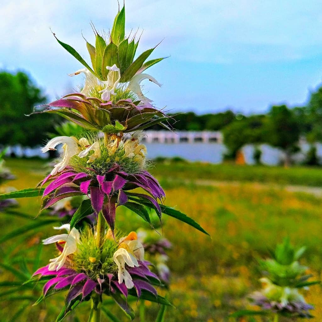 Lemon Beebalm