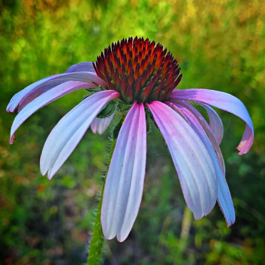 Purple Coneflower (echinacea purpurea)