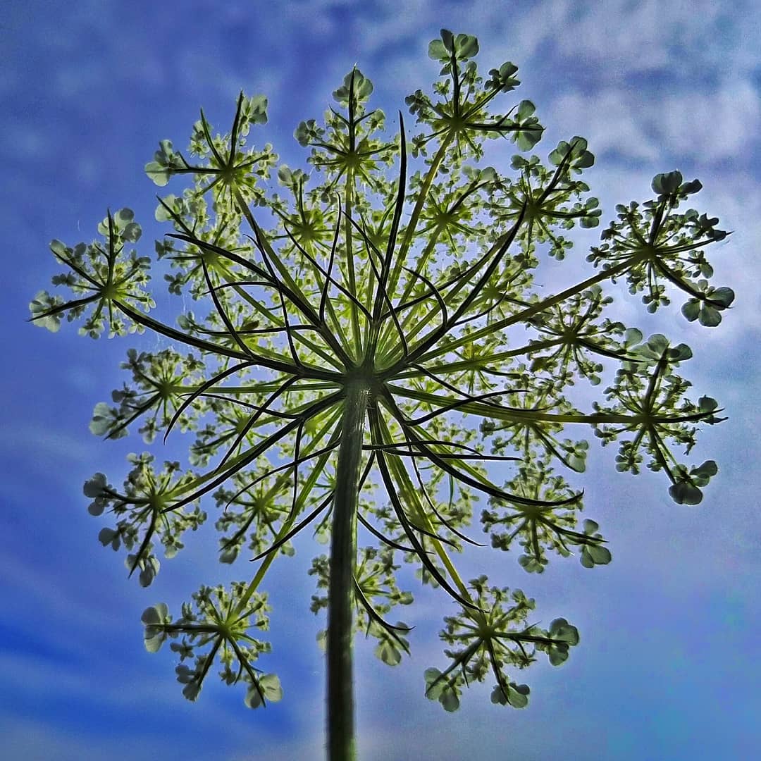 Queen Anne’s Lace from the mouse’s point of view.