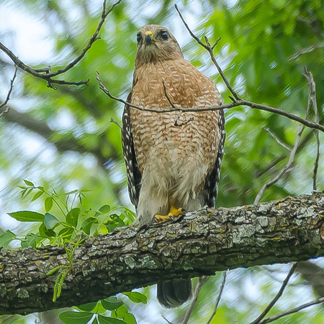 Red-Shouldered Hawk (please excuse the blur)