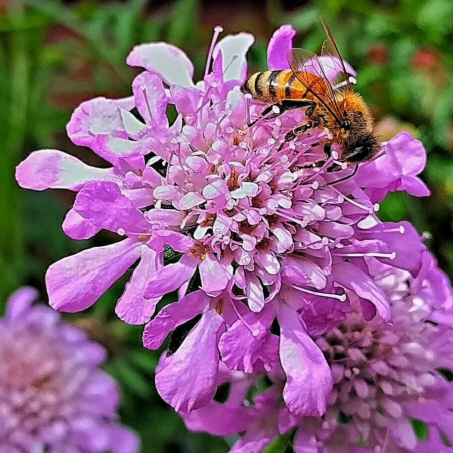 Scabiosa in Susan’s flower bed