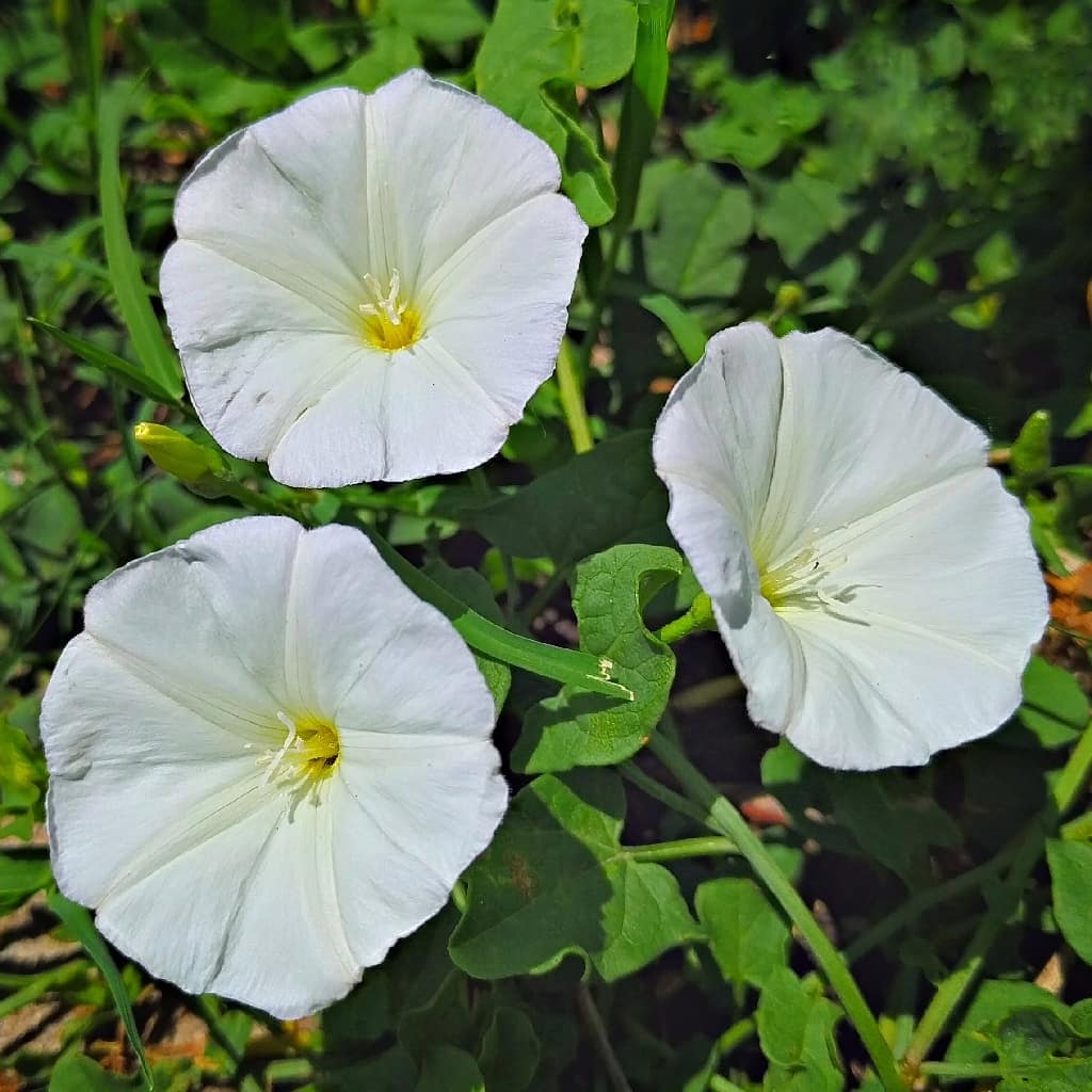 Bindweed (in the morning glory family)