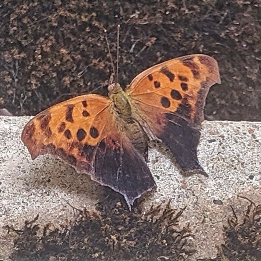 Ever seen a Question Mark? Now you have. That’s the name of this butterfly.