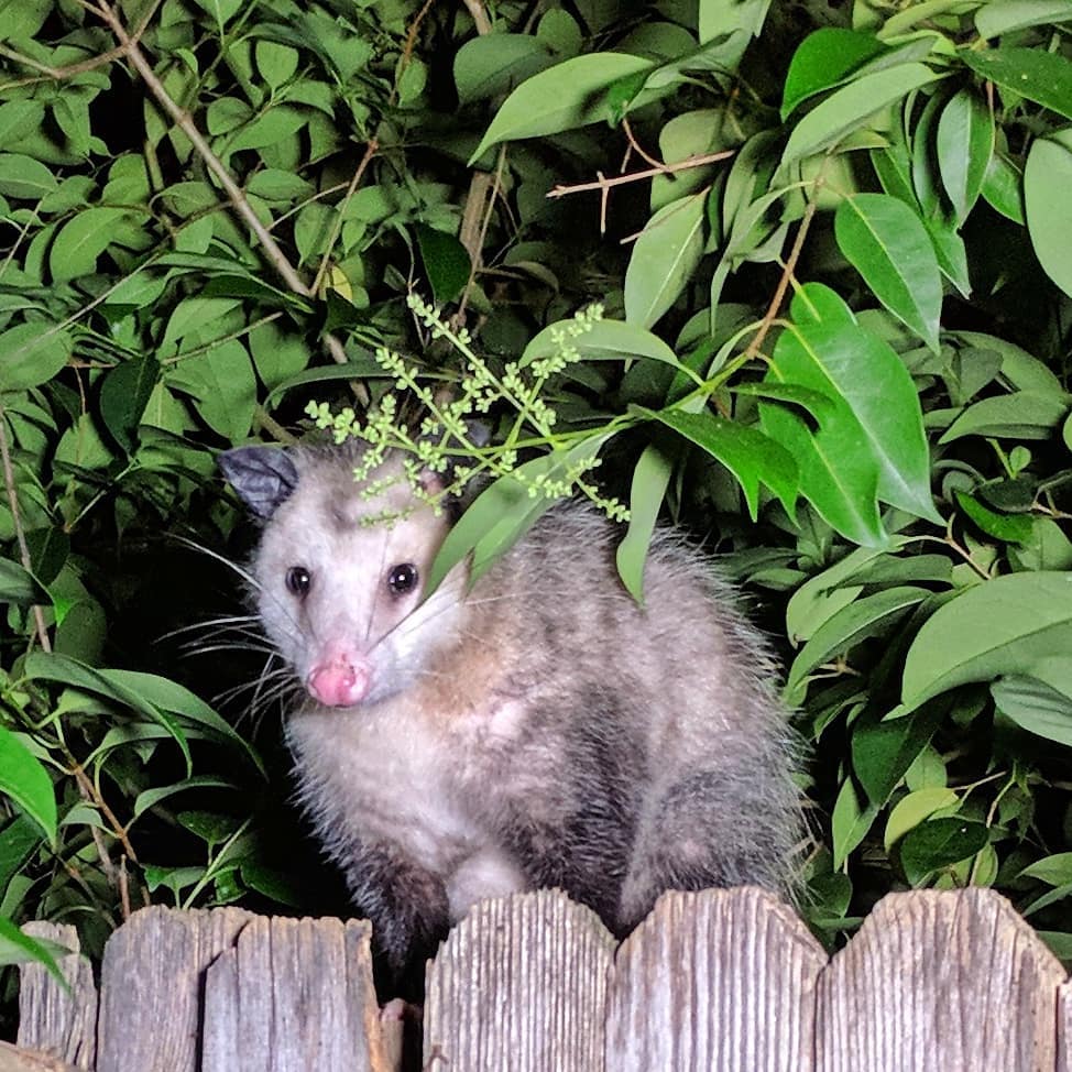 I am not your missing cat, Rascal. Look all over the neighborhood, under every bush, in every conceivable place in the house. Eventually Mom will find him in the corner of the garage. I’ll still be here.