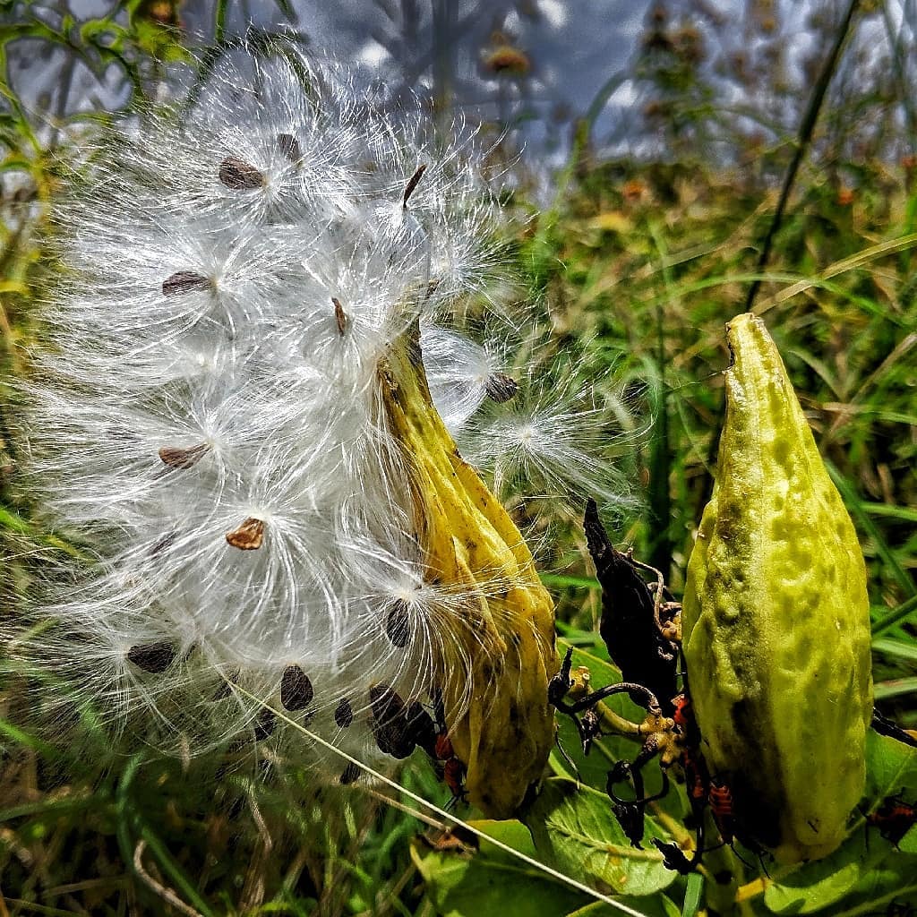 Milkweed fruit releasing its seed with their silky, wind-catching hairs.