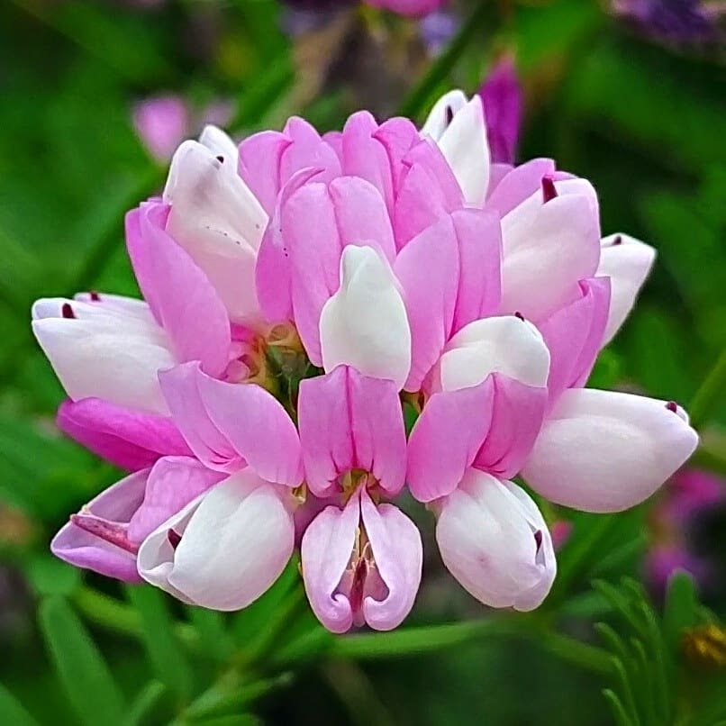 Penngift Crownvetch