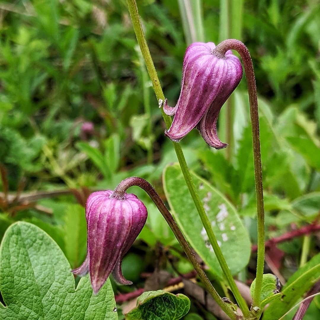 Purple Leatherflower (Clematis pitcheri)