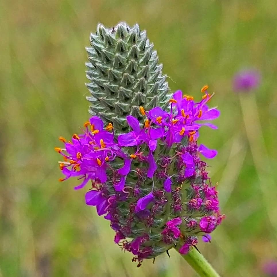 Purple prairie clover (Dalea purpurea)