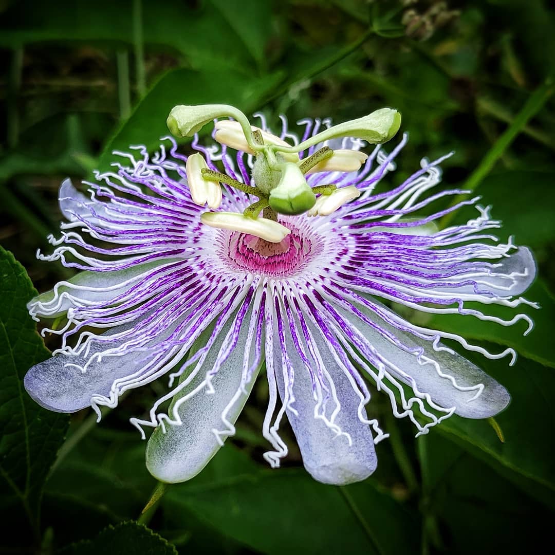 The passion flower never ceases to amaze me. From an A&M horticulture website: “Roman Catholic priests of the late 1500’s named it for the Passion (suffering and death) ofJesus Christ. They believed that several parts of the plant, including the petals, rays, and sepals, symbolized features of the Passion.”