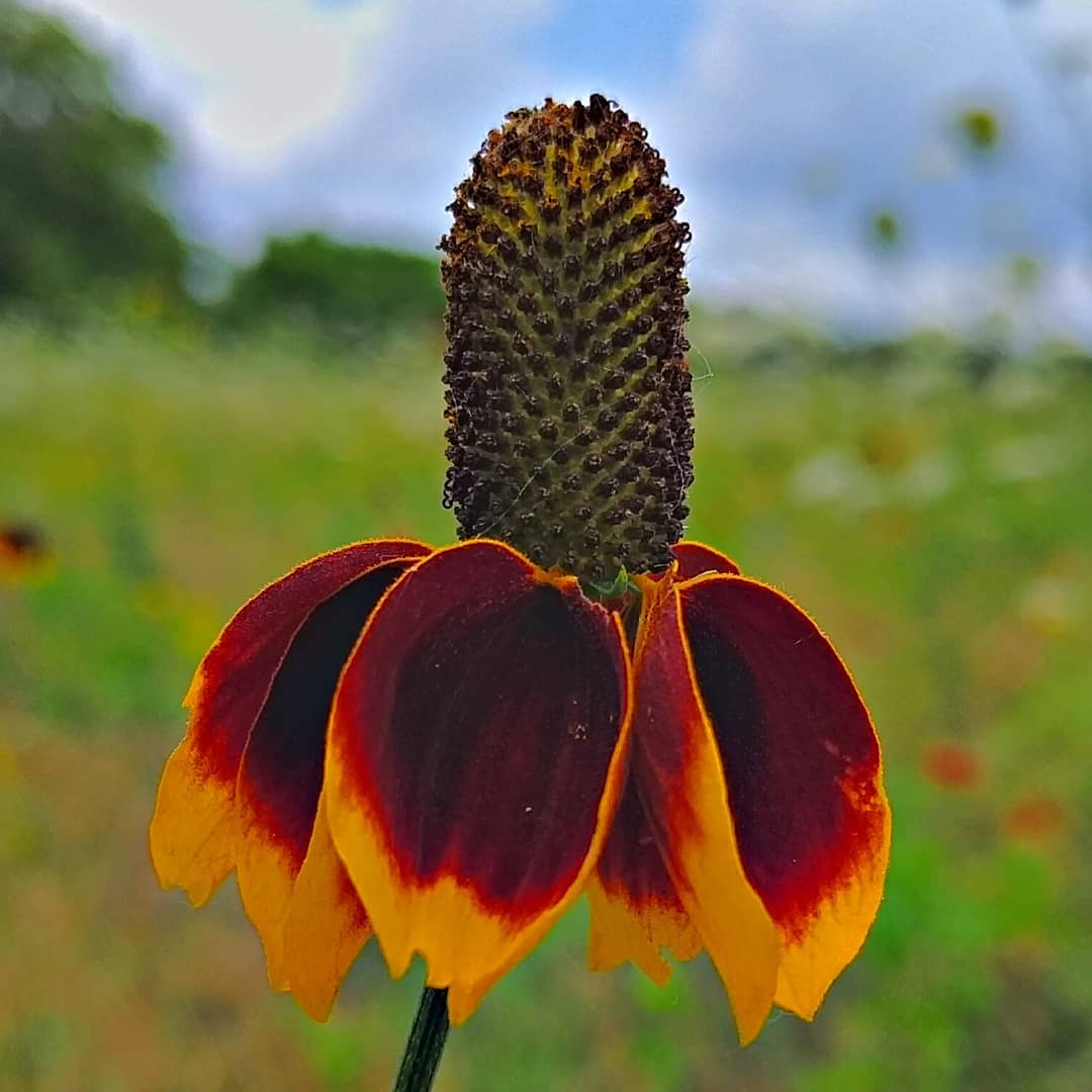 Upright prairie coneflower, also called Mexican Hat