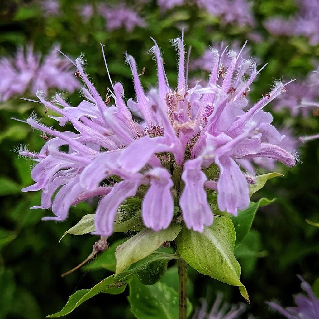 Wild Bergamot or Beebalm (Monarda fistulosa)