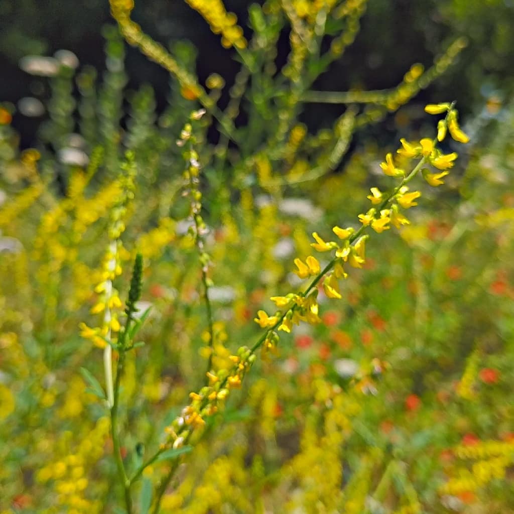 Yellow Sweet Clover