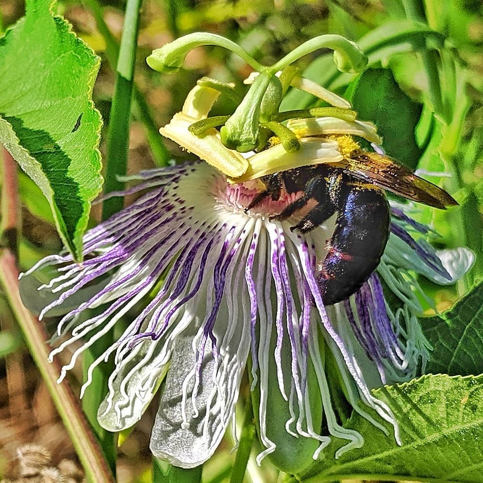 Bumblebee gathering nectar from Passion Flower gets his back dusted with pollen from down-facing anthers. I wonder how the pollen then gets transferred to the towering stigma?