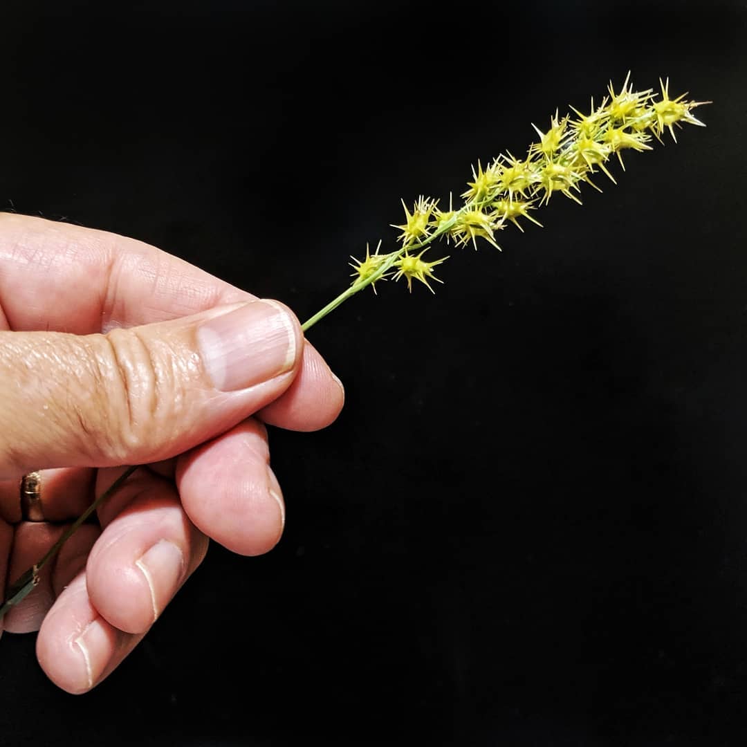 Grass Burs, aka painful after-church entertainment for me and my cousins in the 1970s.