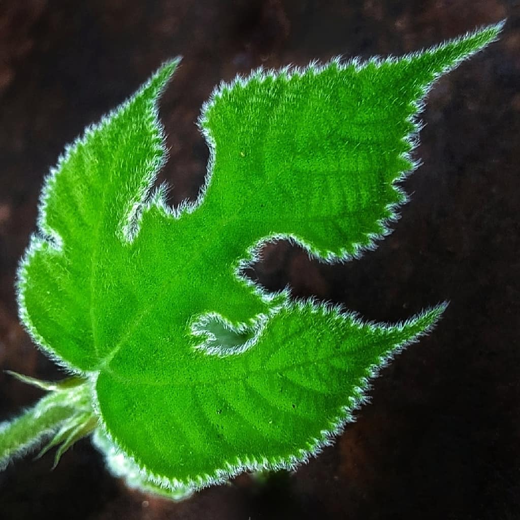 Mulberry(?) Leaf
