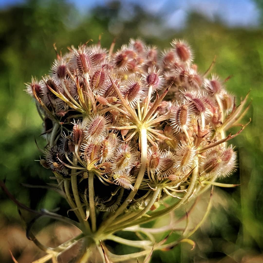 Queen Anne’s Lace gone to seed