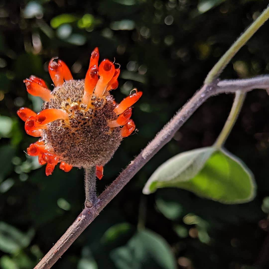 The orange pom-pom fruit of the Paper Mulberry. I read that the orange part is edible (but I value life, so not sure I’ll try it).