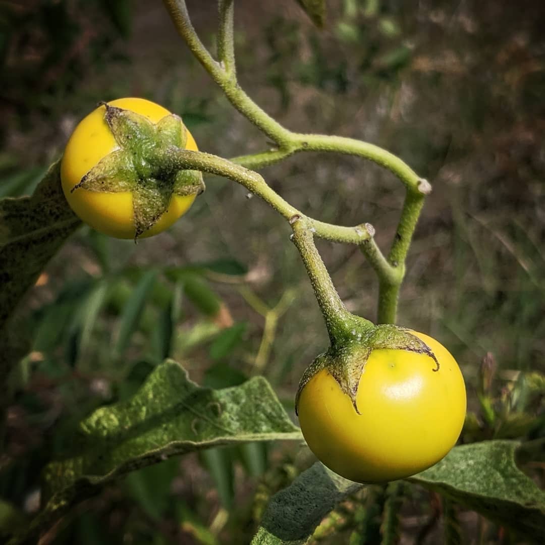 Horse Nettle fruit (NOT edible!)